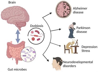 The gut microbiota–brain axis in neurological disorder